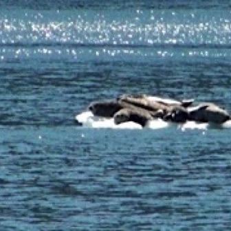 Screen Shot 2016-07-11 at 11.40.12 AM.jpg